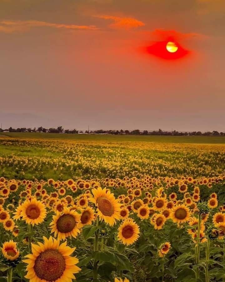 sunflowerchives tweet picture