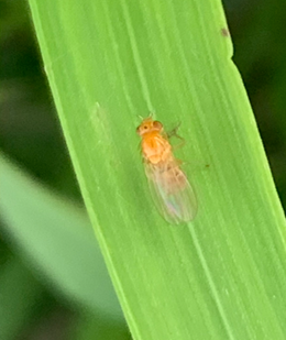 When scouting your wheat fields, this little fly may have you thinking you have midge when you actually don’t:

saskatchewan.ca/business/agric…

#SaskAg #CropProductionNews
