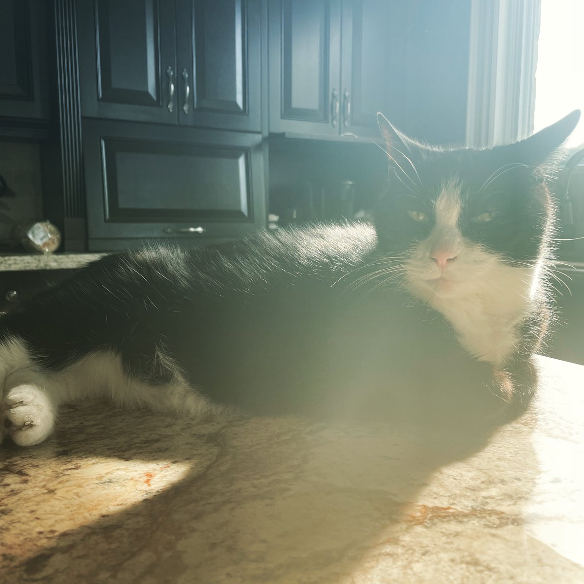 Goodbye <a href="/meowingtons/">meowingtons</a> you will always be a legend and will never forget you!!