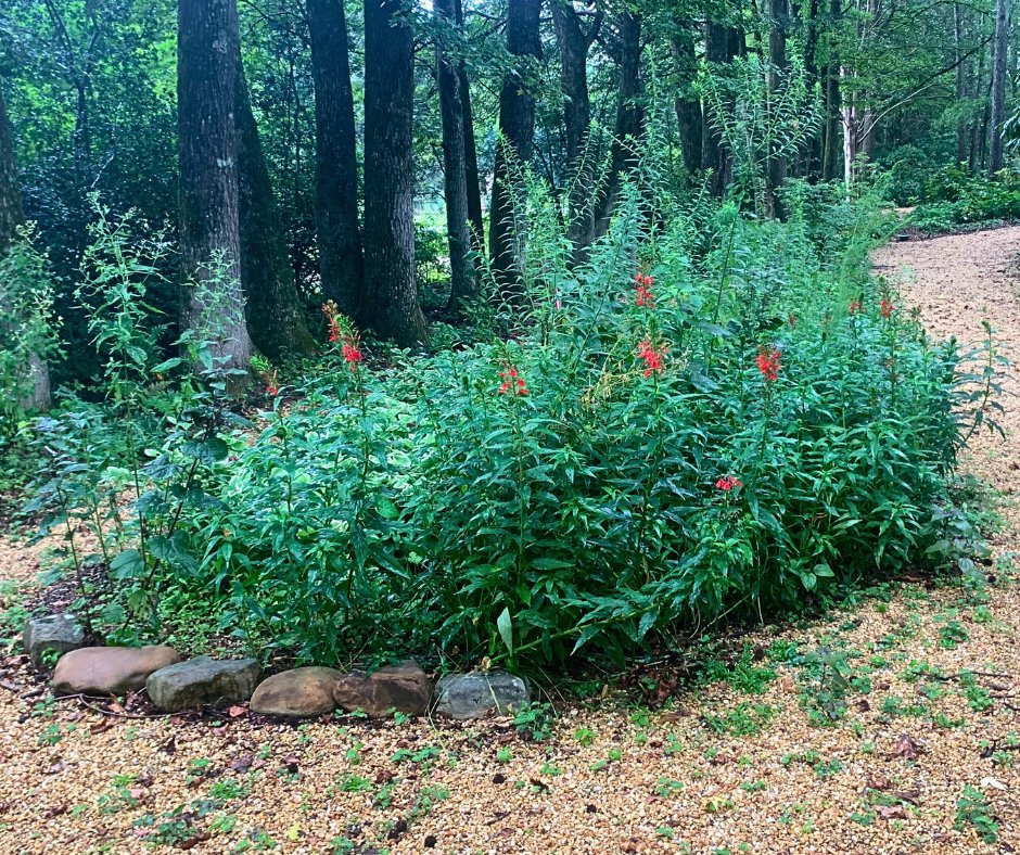 Cardinal flower (Lobelia cardinalis)is beginning to bloom in our natural areas. This is a wildflower native to the Southeast that has been grown in cultivated gardens for generations. It thrives in sunny wet conditions and is often found on stream banks.  
#hsvgarden #garden