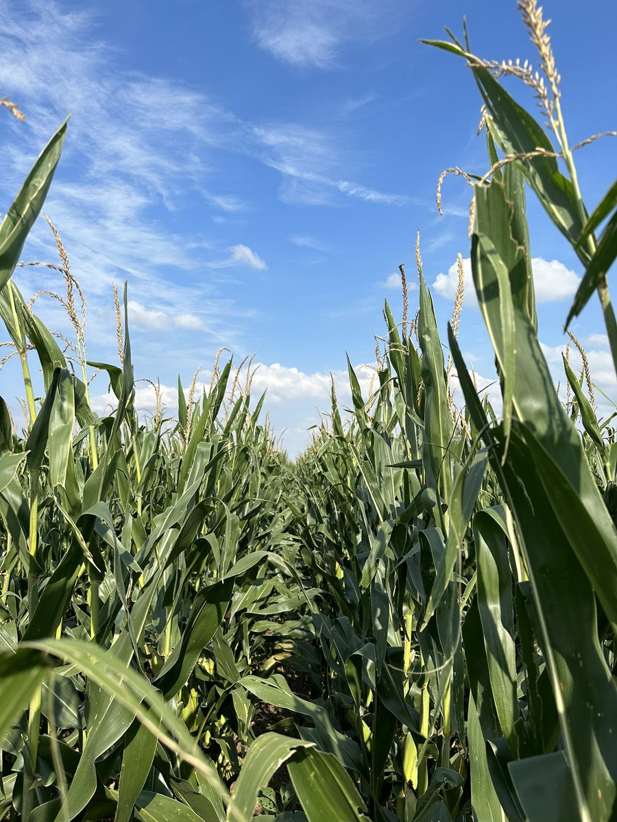 Bodie Kitchel tweet media