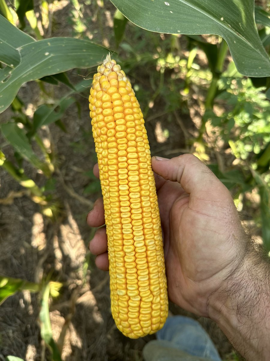 This corn has been a blast!!! Still amazing to think this corn looks like this on a 2-0-1.2-0 got an invite to go shell corn here when it’s rdy and I’m not sure I can say no! Beautiful ear health an plant health!!