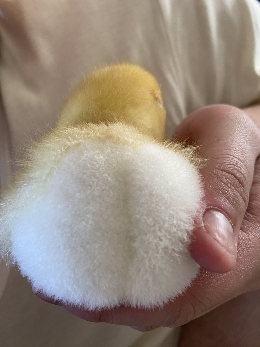 supaider717485's tweet photo. 今日も天使ちゃんでおはようございます🐥🍑 https://t.co/VrvHiXgbts