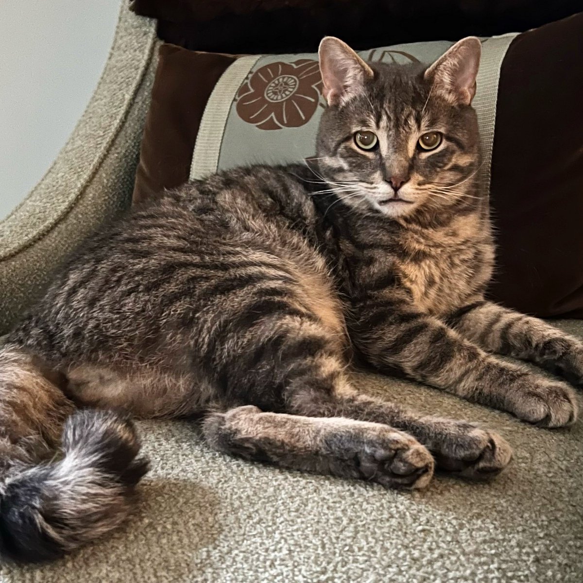 Happy International Cat Day to this little snuggle bug named Alfie! Living his best cat life every day! #InternationalCatDay ❤️🐈❤️