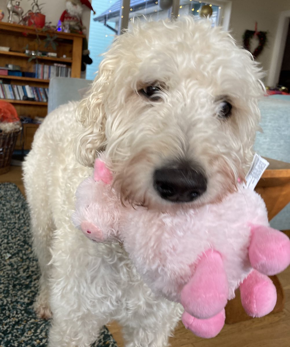 SiusanArt's tweet photo. @buitengebieden Dexter with  his teddy ball 💕 https://t.co/qHcvjl1TLI