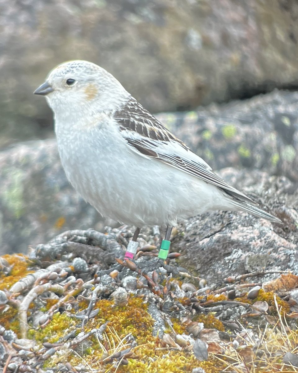 Another great field season at East Bay. #Arcticfieldwork #Eider #Snowbunting #ECCC