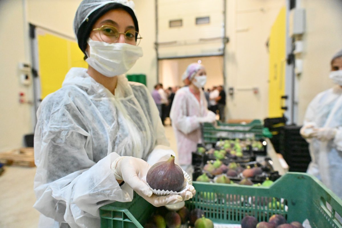 #nikeafarm #doga #toprak #meyve #cicek #sebze #fruit #incir #siyahincir