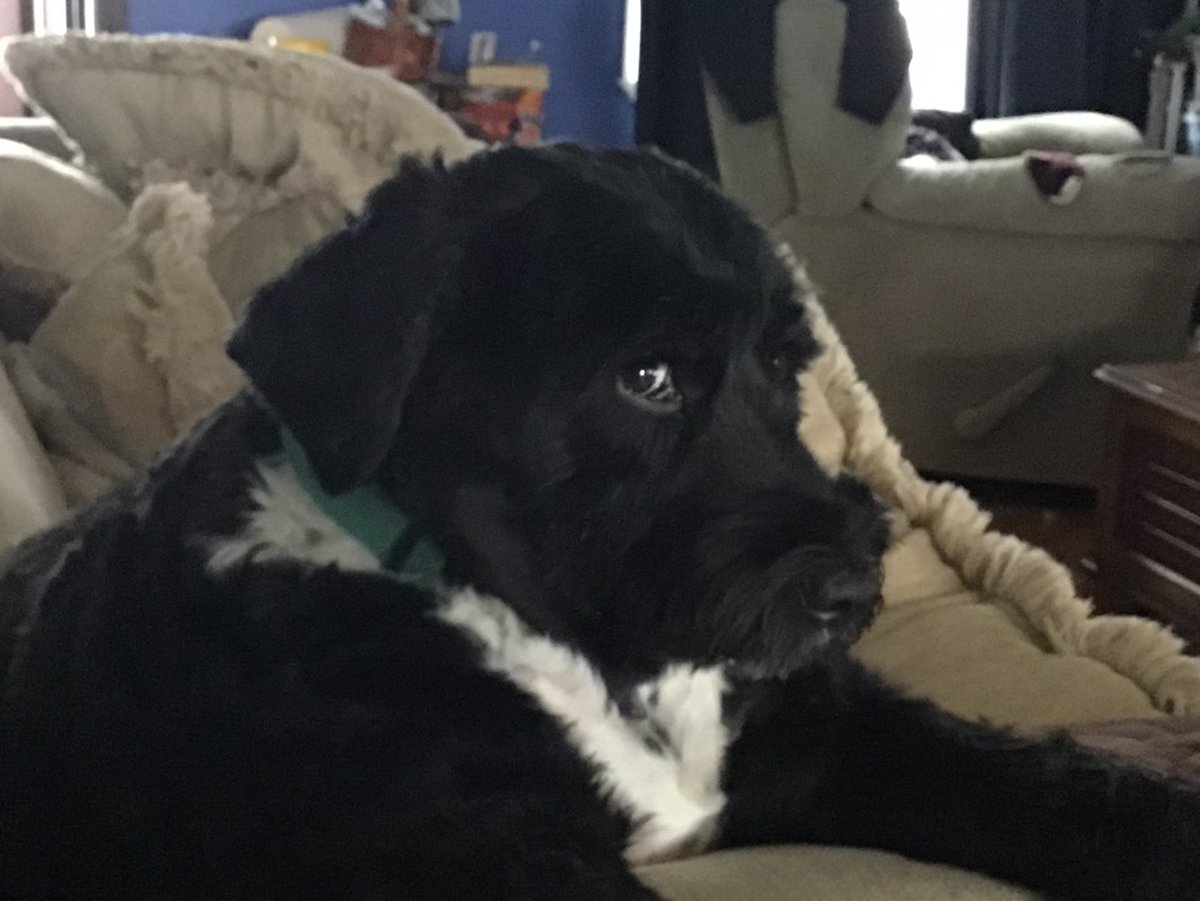 CorrieBeth71's tweet photo. @TweeetsOfDogs CONGRATULATION!!  You have a beautiful family! Black dogs are beautiful. My girl is mostly black with some white and she’s such a sweet, gentle soul who can be a dramatic diva when she wants. Her name is Penelope. https://t.co/l6xuaFZnIS