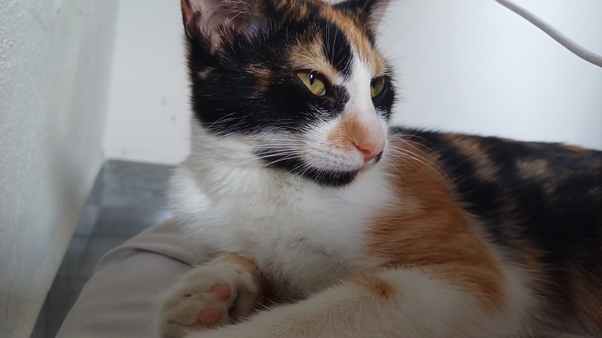 Mi niña linda♡

#DiaInternacionalDelGato 🐱