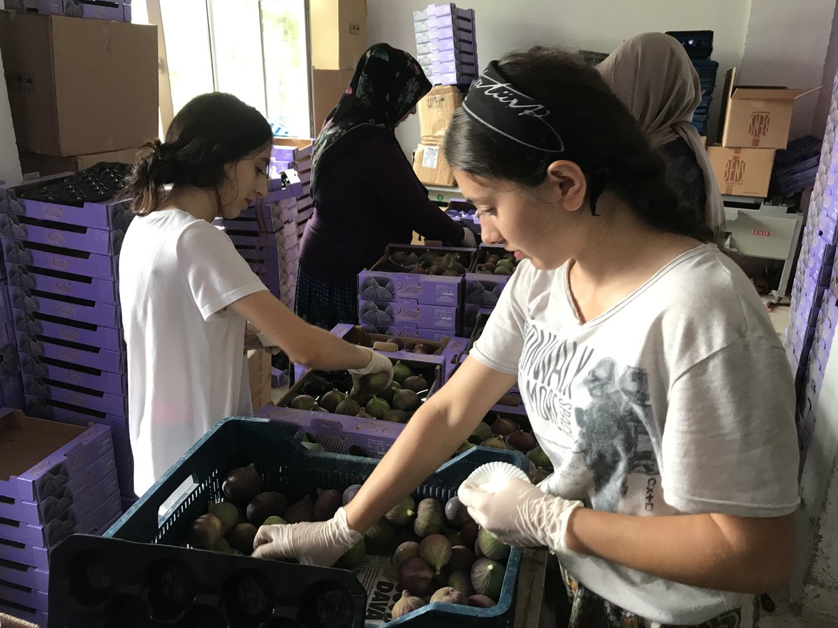 #nikeafarm #doga #toprak #meyve #cicek #sebze #incir #siyahincir