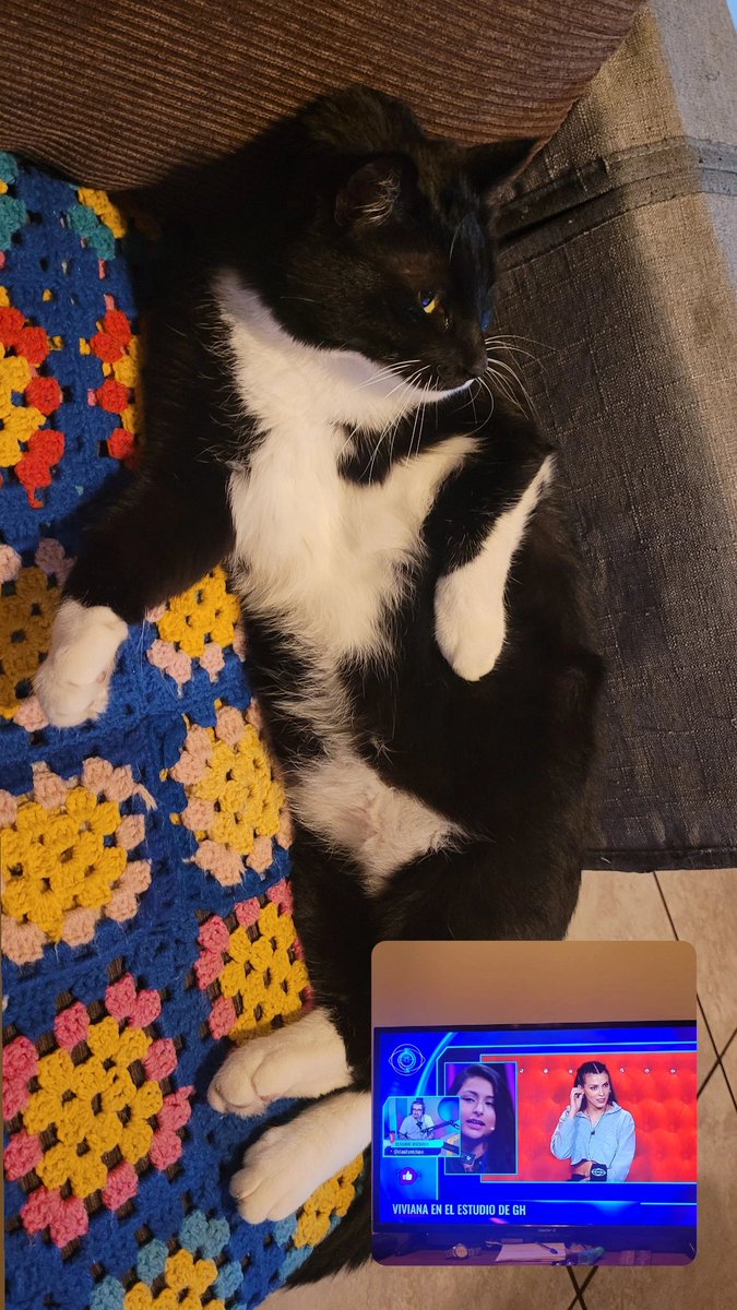 DidiSheep's tweet photo. #GranGermanoCHV aqui la gatita lili bien relx viendo gran hermano junto a la reaccion de @ClaudioMichaux https://t.co/pS80M6yKGT