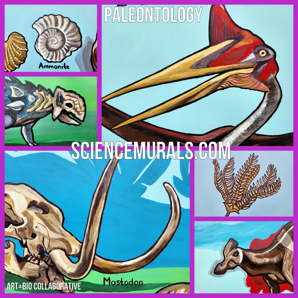 ArtBioCollab's tweet image. 📢SNEAK PEEK: our new #Paleontology 🦖 #ScienceMural in the #ChihuahuanDesert on the U.S.-Mexico Border. We're collaborating w/local Artists + Scientists to make #ScienceMurals in the #ElPaso🌟Borderlands. #ScienceMurals= Communicating Science via #PublicArt. #ArtScience #SciComm