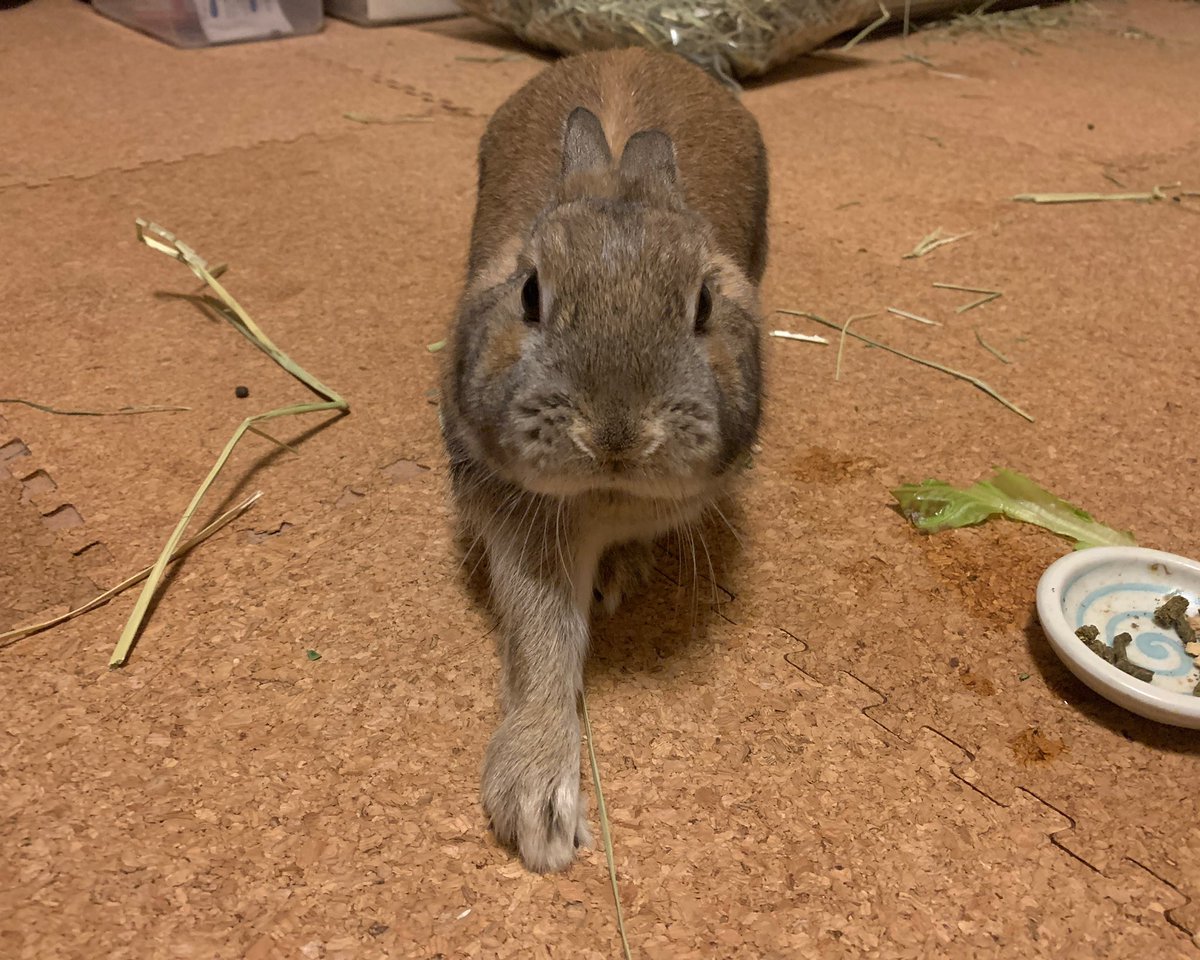 wootan's tweet photo. おひさしぶりです。吠える直前です(あくびするところ) https://t.co/qIMK0TNHSN