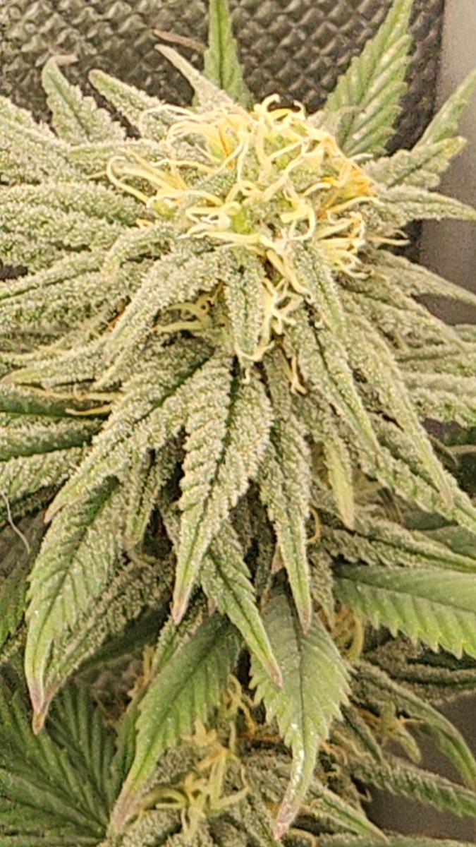 GlazingGrower's tweet photo. 1st 2 R #BlueDream #irvineseeds #irvinearmy 2nd 2 R #RandomDispo #growurown #growmies #tryN https://t.co/VZy7IfNgvZ