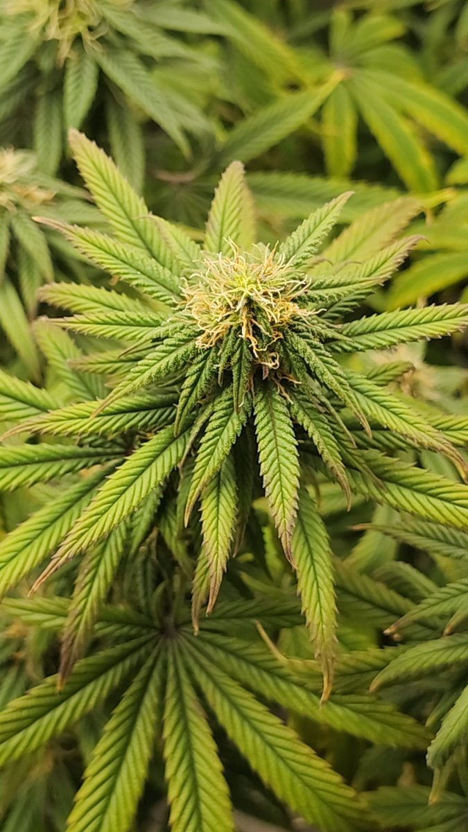GlazingGrower's tweet photo. 1st 2 R #BlueDream #irvineseeds #irvinearmy 2nd 2 R #RandomDispo #growurown #growmies #tryN https://t.co/VZy7IfNgvZ