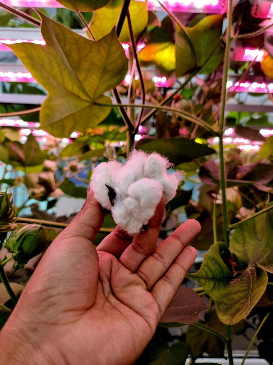 Each strand tells a tale of progress