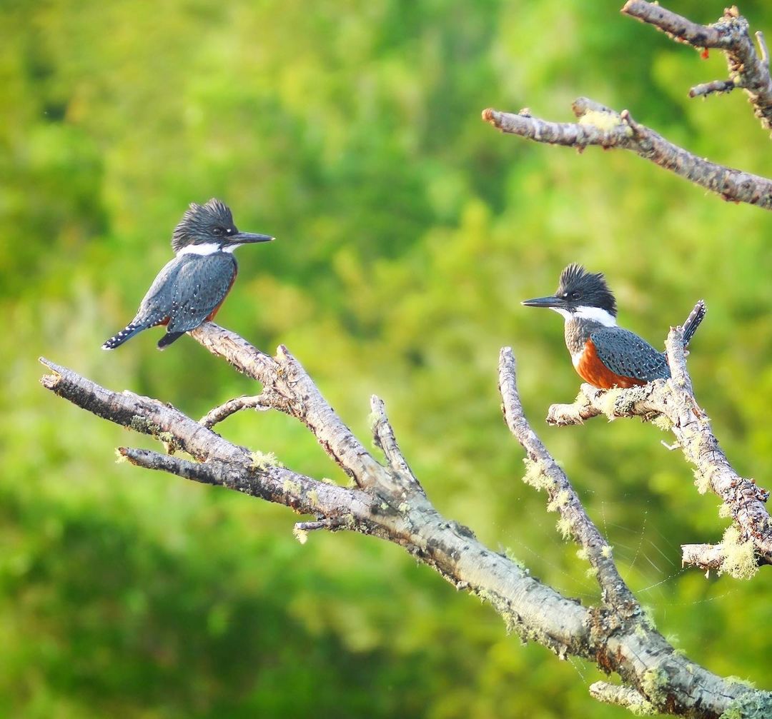 wdushfshnf85067's tweet photo. A pair of Martins, maybe mother and daughter 💚

Kingfisher (Megaceryle torquata) female

#birdsofchile #鳥 #chileaves #chiloe #birdswatching #birds #birdslovers #photooftheday #avesdechile #поездка #instaphoto #vögel #bird #wild #naturelovers #wildlifephotography #emplumados_ https://t.co/S5TGUegRO9