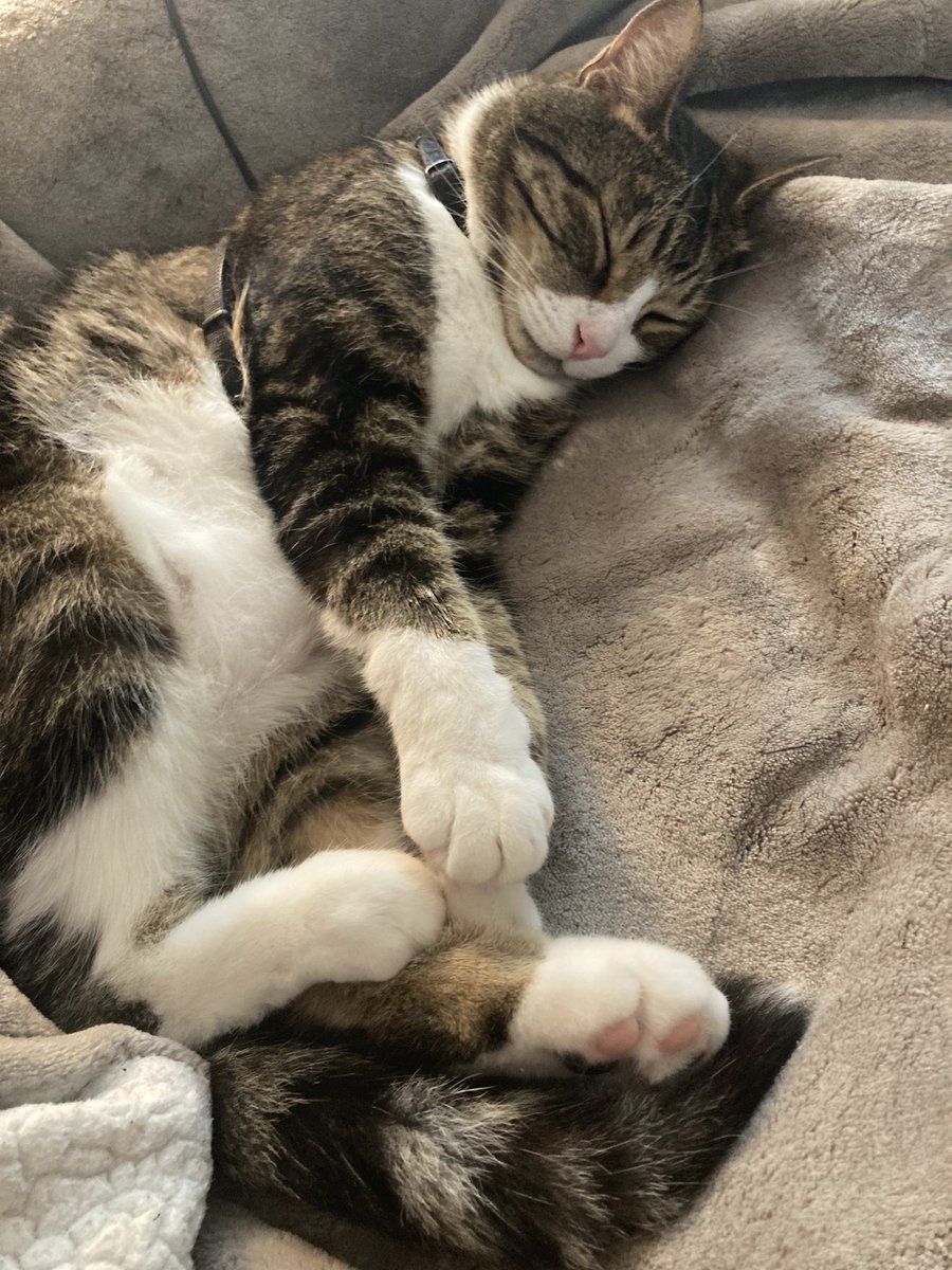 Shout out to this magnificent bastard! Happy #InternationalCatDay Tom Selleck!