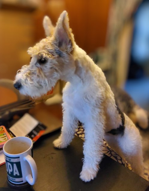 WhereTrueLoveIs's tweet photo. Penelope Pumpernickel is helping me work. 

#lifewithapuppy #terriers https://t.co/HqCXzvhdyM