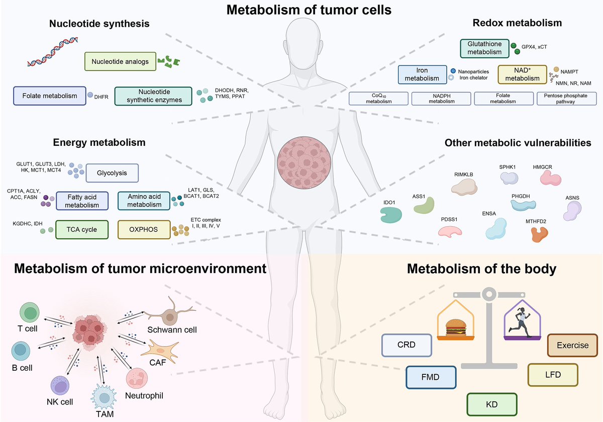 Anirban Maitra (@aiims1742) on Twitter photo An #OpenAccess review in <a href="/Cell_Metabolism/">Cell Metabolism</a> on Emerging therapies in cancer metabolism
cell.com/cell-metabolis… An #OpenAccess review in <a href="/Cell_Metabolism/">Cell Metabolism</a> on Emerging therapies in cancer metabolism
cell.com/cell-metabolis…