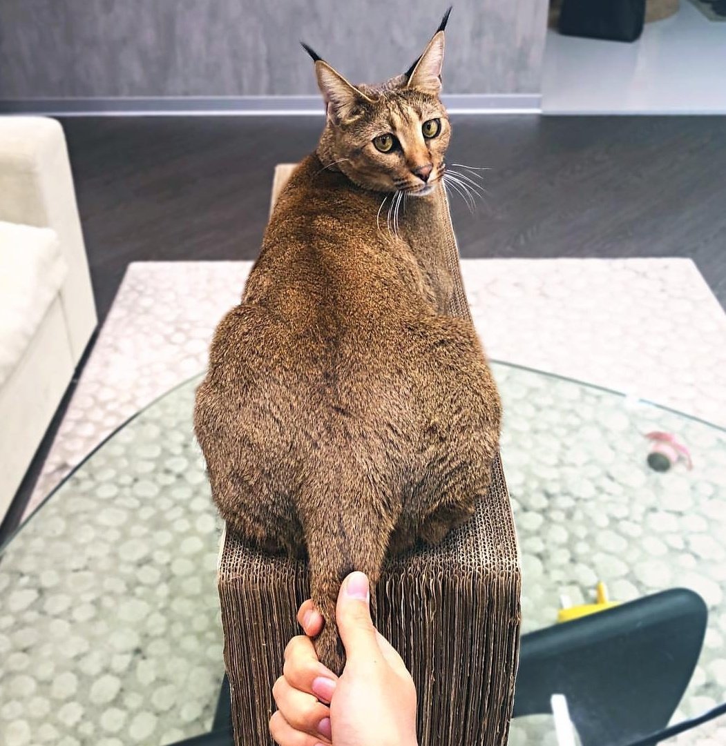 ulat_bulu_bulu's tweet photo. "Nanti kalau aku cakar engko cakap aku kucing jahat." https://t.co/EPTpDTg74M