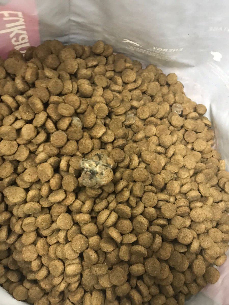 VickyDorothy's tweet photo. @EukanubaAr hola!! Acabado de abrir un alimento que HOY mismo compré y resultó tener hongos! Con quien me tengo que comunicar? https://t.co/PG7aOex5ip