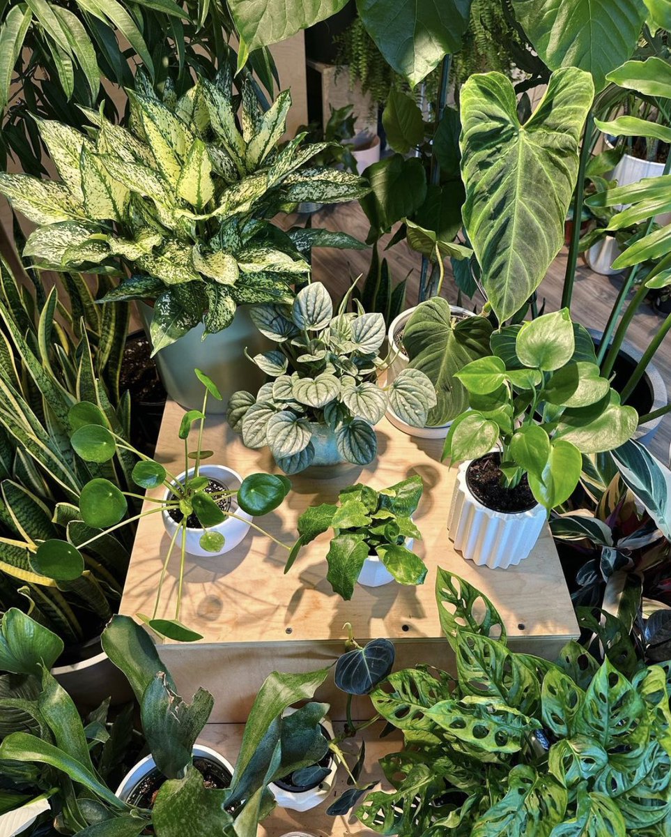 Downtown Georgetown tweet media