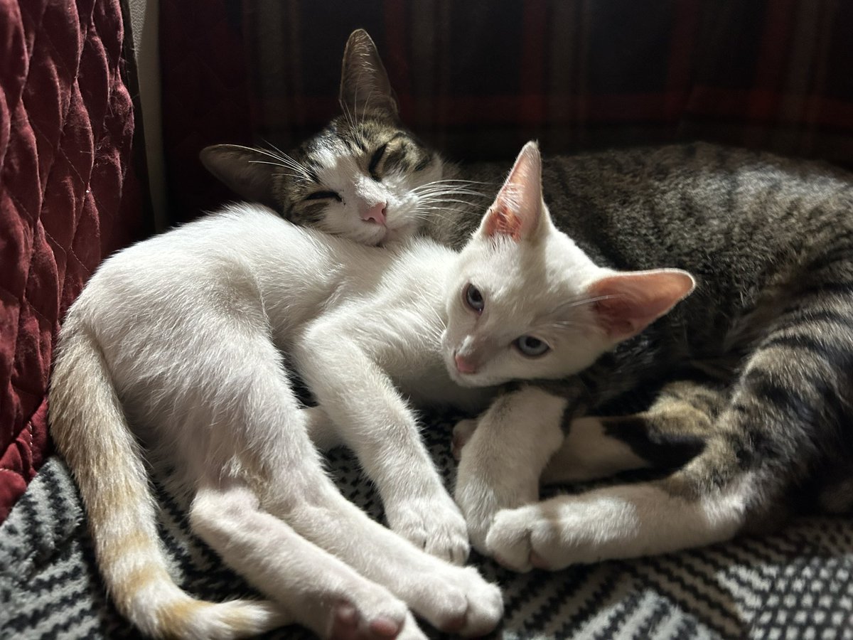 hlap26's tweet photo. @leos @convoynetwork 🐈 https://t.co/VBsbuzdOF8