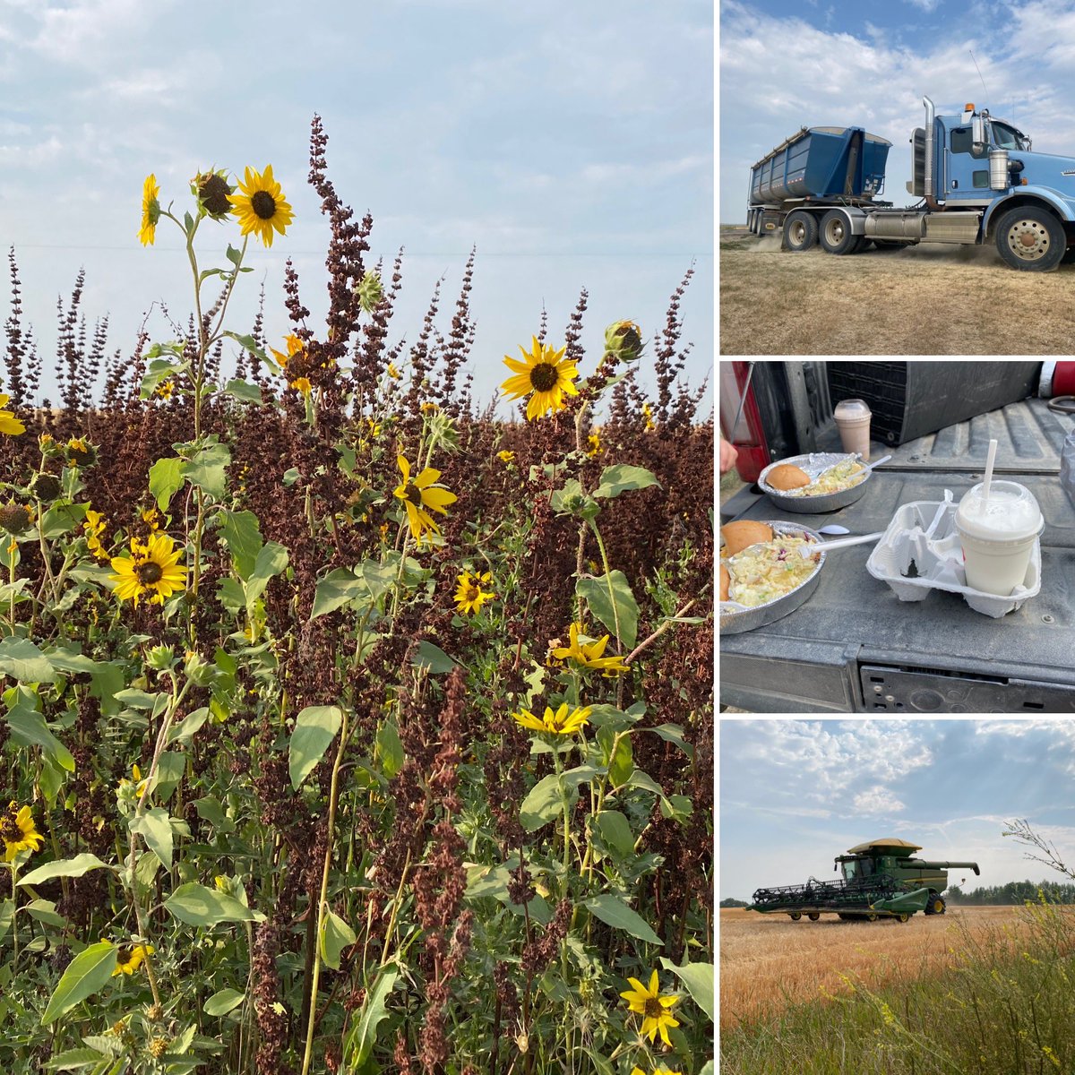 TanaCugnetArt's tweet photo. Delivered my first harvest meal of the season and didn’t make it home without having to stop to take pictures! So many gorgeous fall colours!🌻🚜🍔

 #harvest #saskatchewan #fallflowers #fieldmeals #CdnAg #agriculture #AgTwitter https://t.co/gTONn8nvTu
