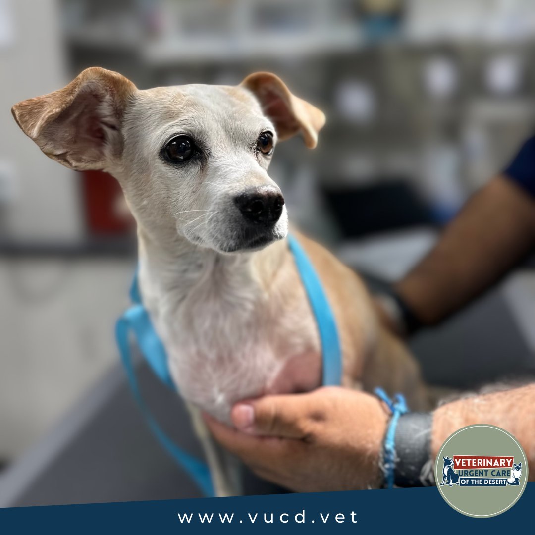 🐾 Meet Spartacus Kelly! 🐾 After a run-in with two German Shepherds, he's healed and ready to return to the barn with Mom, Kim. Thanks to Kim for sharing his story! At Veterinary Urgent Care of the Desert, every recovery is a celebration! 🌵#PalmDesertVet #HealingPaws