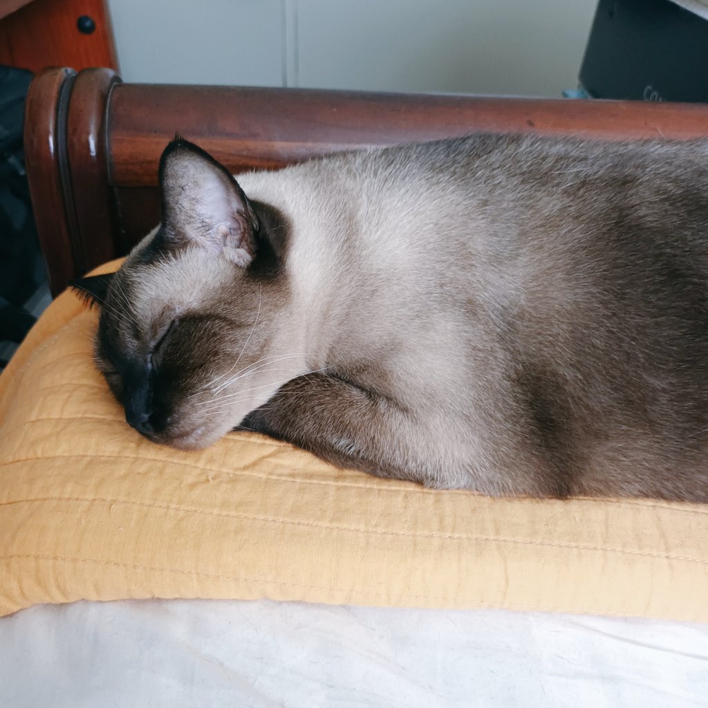 claudiaponjuan's tweet photo. Día internacional del gato...💖🐈🏡 #DiaInternacionalDelGato #chomi #labelladurmiente https://t.co/RFyouzx3kz
