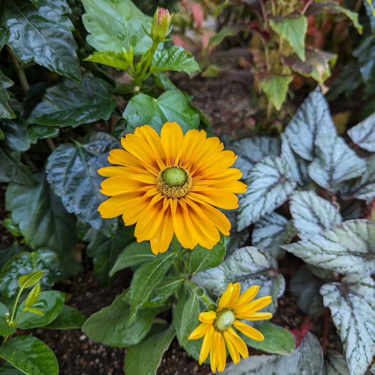 sanpoen's tweet photo. 花壇の花
ルドベキア
キク科　ルドベキア属
和名　松笠菊

和名の松笠菊は、花が終わると花芯が円柱状に伸び、松かさの様に見えることから名付けられたそうです。

花言葉は「あなたを見つめる」　花芯が目に見えることにちなんでるそうです。

#大阪国際会議場の花壇
#フローリスト三芳園 https://t.co/u5sW4UXZf7