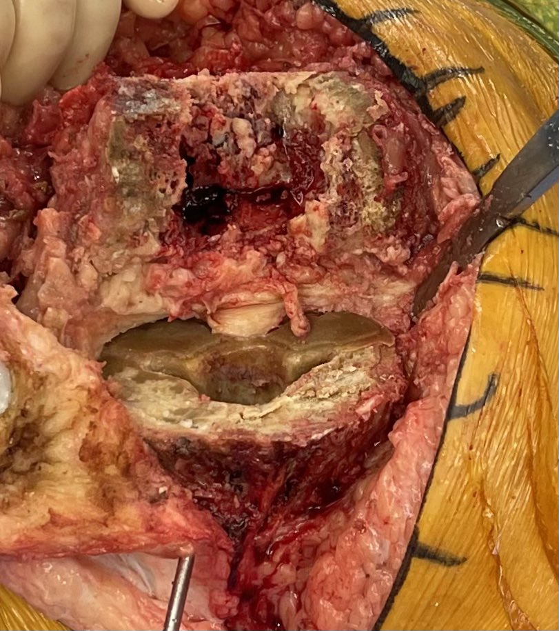 Very General Orthopaedist tweet media