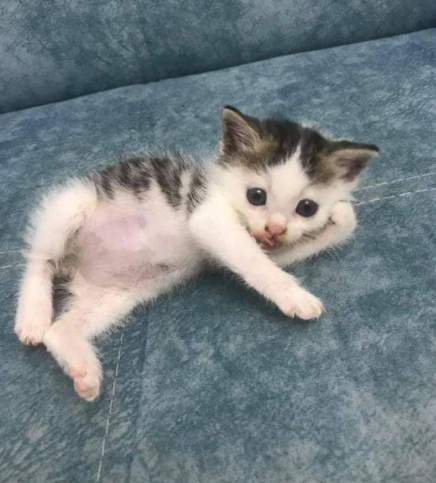 couch potato