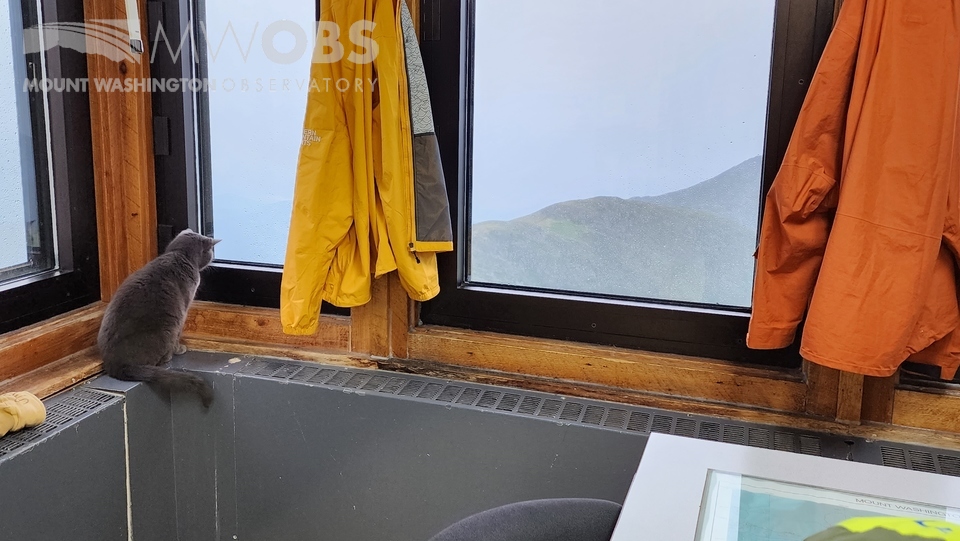 MWObs's tweet photo. Nimbus Kitty watching the rain run down our windows today and trying to figure out where it goes once it reaches the bottom of the pane.

#NH #cat #NimbusKitty https://t.co/moWPuYQ6mt