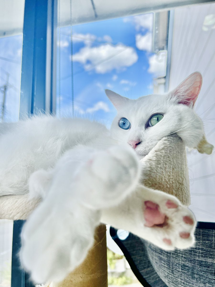 oddeye2abukabu's tweet photo. 昨日は
世界猫の日🌍😻

1日おくれたにゃ
byカブ💜

#保護猫 #neko #cat
 #mellow
#看板猫
#美容院の看板猫
#kitty
#catsstagram
#オッドアイ
#oddeyedcat #petstagram #instacat #catoftheday
#Γάτα #conmèo 
#Kucing
#kadi #gato #gatto #kat
#世界猫の日
#WorldCatDay https://t.co/NjRE8HllTw