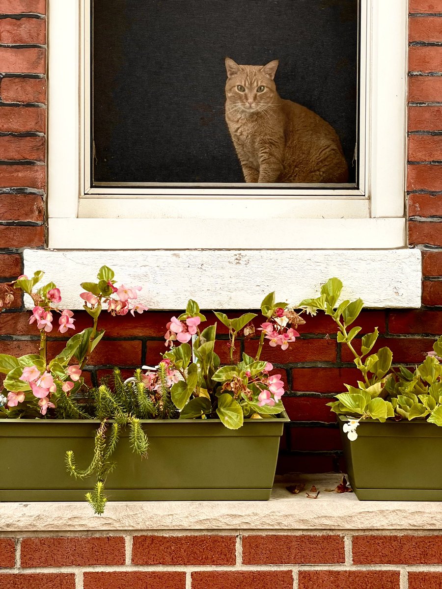 ProfDuff's tweet photo. Some window cats of Philadelphia. https://t.co/ztzUfDAxK9