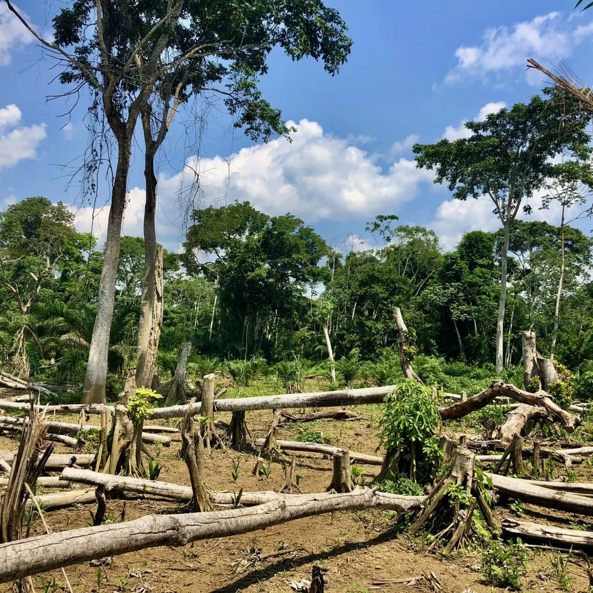 silvopastoralis's tweet photo. #SilvopastoreoElReto De verdad la Cumbre de #Amazonia Ago 2023 detendrá la destrucción indiscriminada de dicha cuenca? Habrá un parado a Minería ilegal, a la extracción sin control de maderas, fauna, flora? Seguirán los conucos con tala y quema? Cuando iremos a la Agroforesteria? https://t.co/1I1y6bu0HE