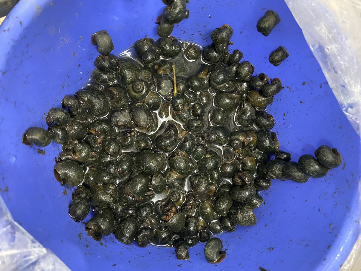 スクミリンゴガイ(ジャンボタニシ)は、淡水巻貝の外来種で稲作に大きな
