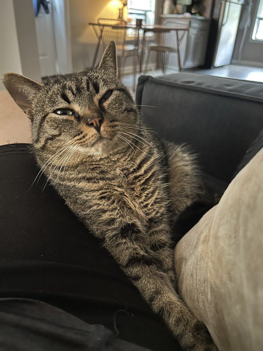 Curvy_Capone's tweet photo. Happy #NationalCatDay to our beautiful wild baby Moxie https://t.co/Y5psJgximx