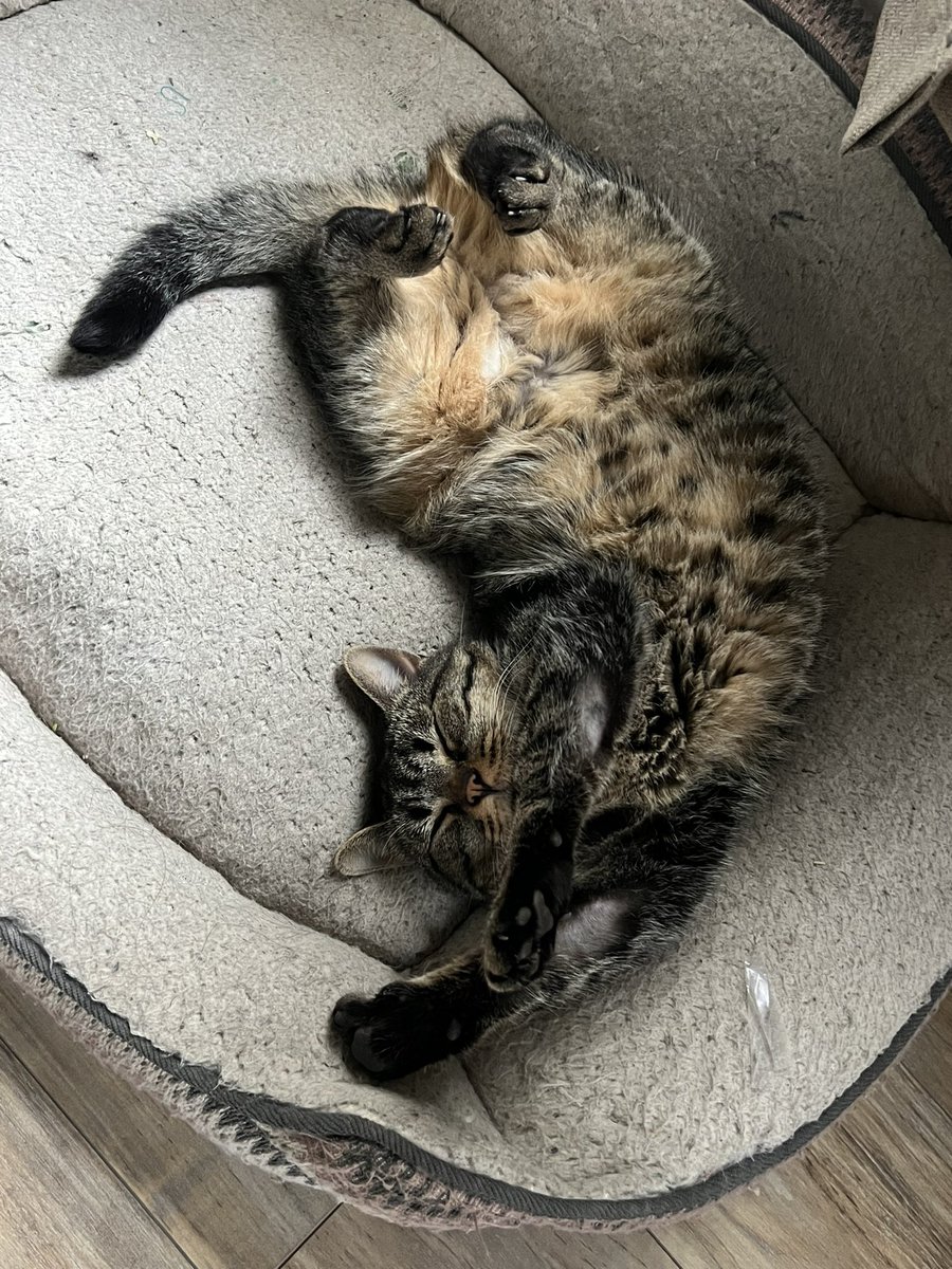 Curvy_Capone's tweet photo. Happy #NationalCatDay to our beautiful wild baby Moxie https://t.co/Y5psJgximx