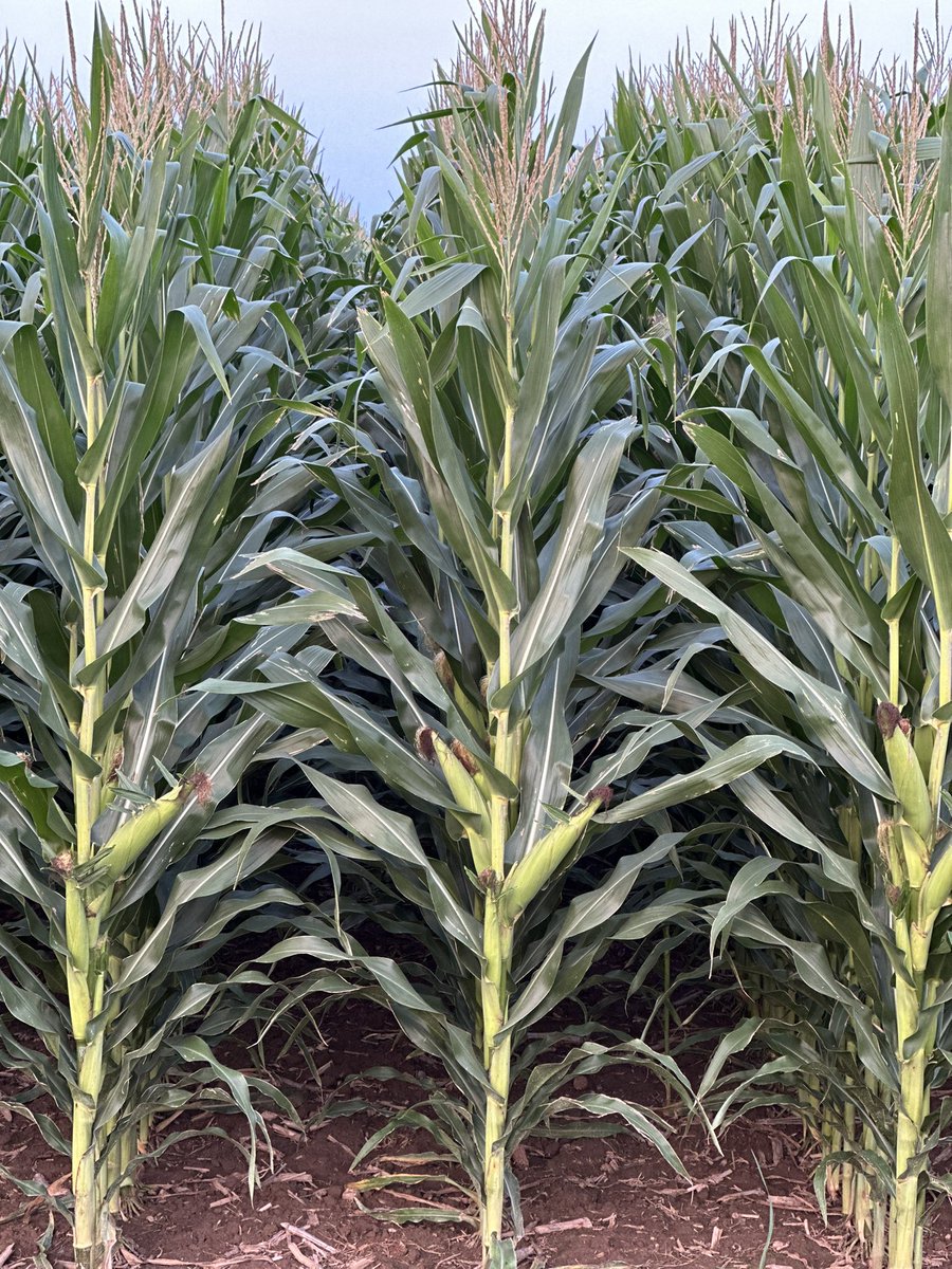 Bodie Kitchel tweet media