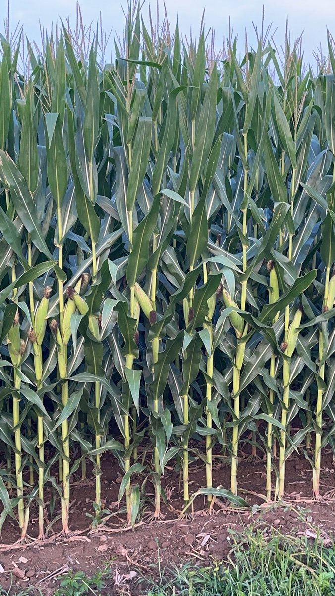 Bodie Kitchel tweet media