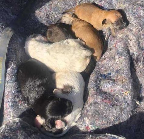 portoalegre24h's tweet photo. Esses bebês precisam de um lar

Eles estão para doação, porém estão sendo cuidados por pessoas em situação de rua. Se você tiver interesse em adotar um, entre em contato: 5198116-8920. Ou tente encontrá-los próximo ao Desco da Ramiro Barcelos. https://t.co/i7ymsuDEaw
