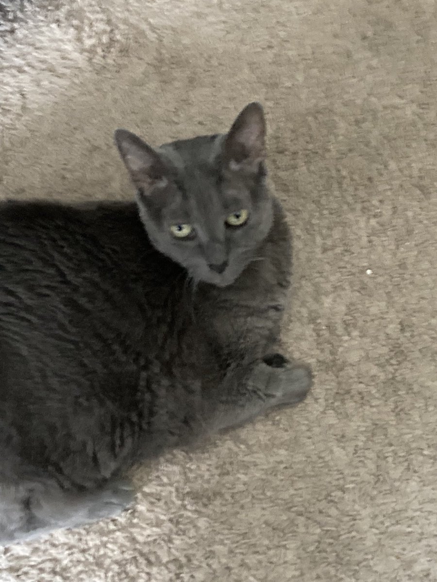 MahoutMkt's tweet photo. Happy #InternationalCatDay from Cleo. Thanks to @Chewy for capturing her likeness. (The Queen of the Universe approves.) https://t.co/v1fJRGl2bU