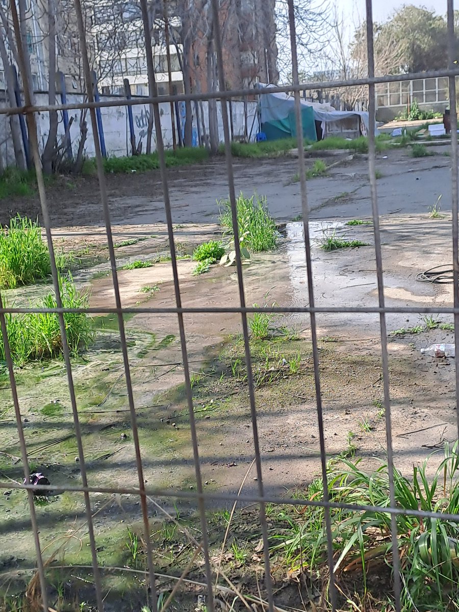 Patricia Aliaga E. tweet media