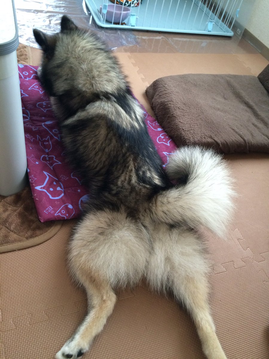 ponbibi_moja's tweet photo. お尻🐺 https://t.co/Aongy3CvhZ