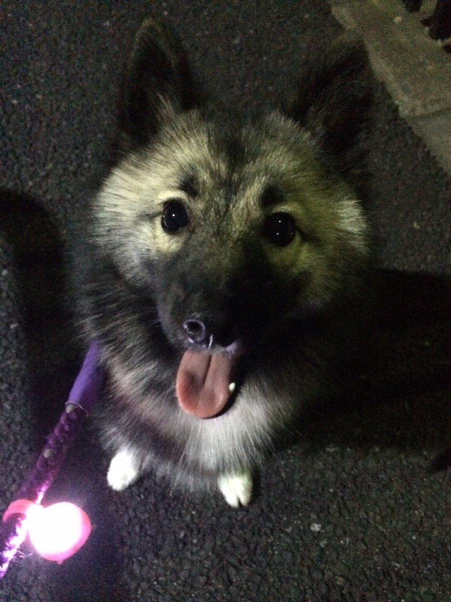 ponbibi_moja's tweet photo. 夜さんぽ https://t.co/RyFCNKew95