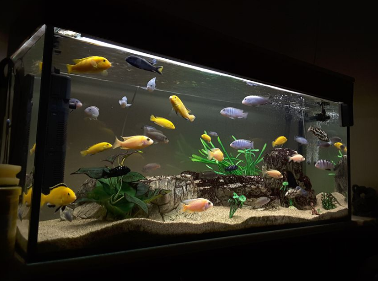 AW_SanDiego's tweet image. 🐠 Wondering what type of soil to get for your aquarium. Check out everything you need to know here: bit.ly/44ZFTY6

.
#aquaticwarehouse #aquariums #fishtank #freshwater #hobby #aquariumfish #plantedaquarium #soil #aquariumstore #sandiego #tanktips #aquariumtips