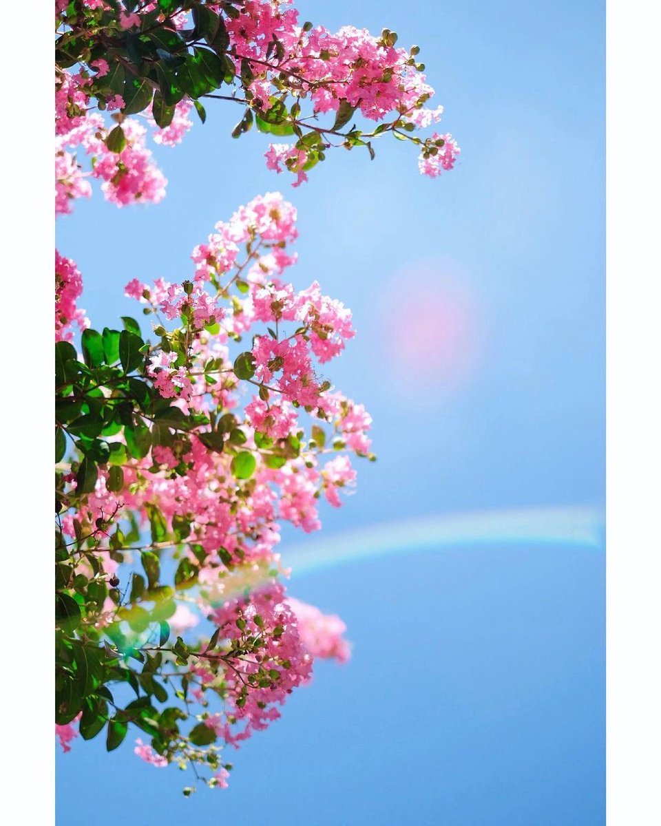 Csyi88's tweet photo. Blue sky, white clouds ➕ beautiful flowers, another day of healing!
-
-
#vscocam #vsco #instagood #photooftheday #photography #follow #instagram #ig #love #nature
#photo #picoftheday #instadaily #likeforlikes #likes #travel #vscofilter #vscogood #igers #instalike
#likeforfollow https://t.co/RkthDWOqXu